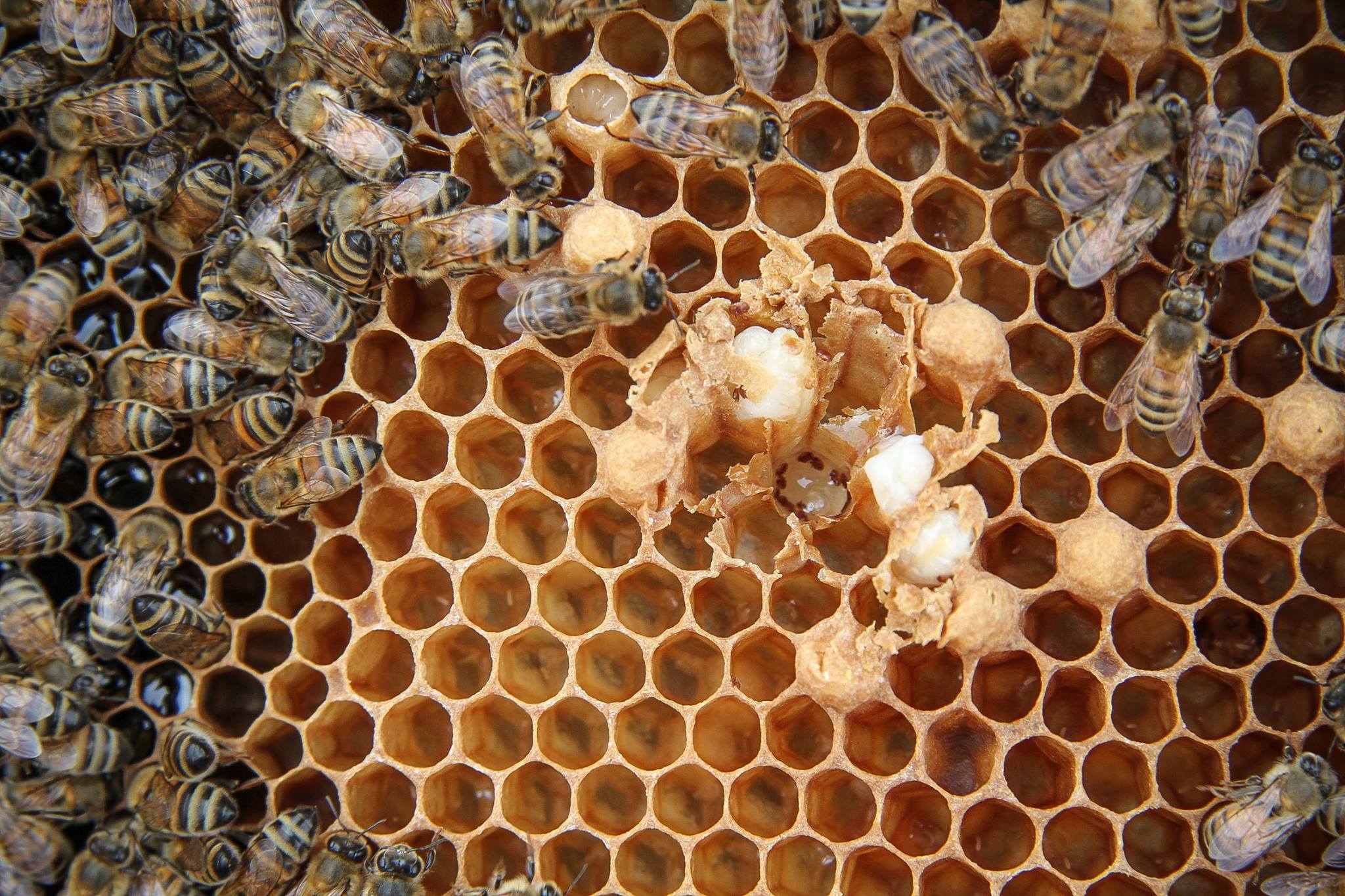 فعاليات الصالون الوطني للعسل وعتاد تربية النحل