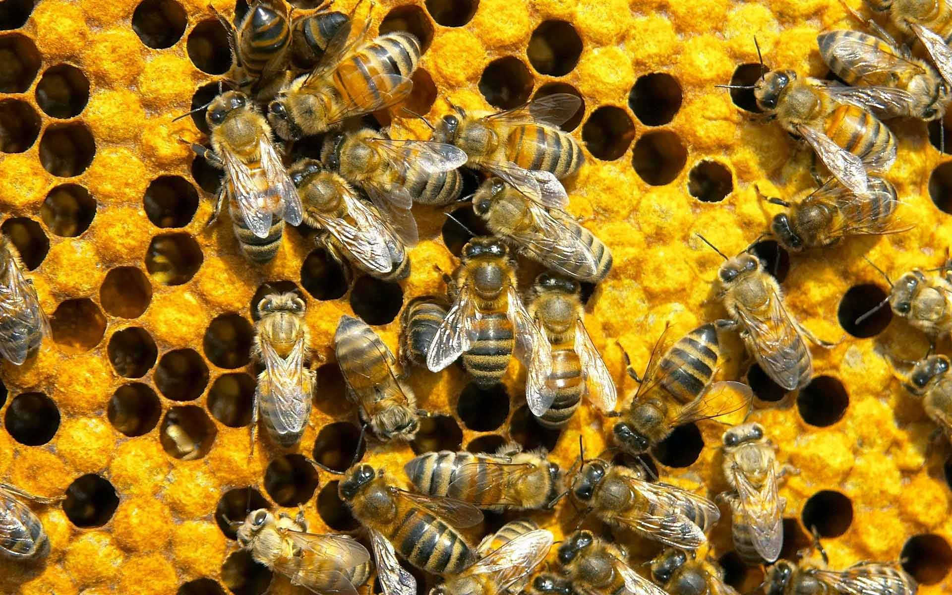 فعاليات المؤتمر العالمي 2016 APIMONDIA لتربية النحل