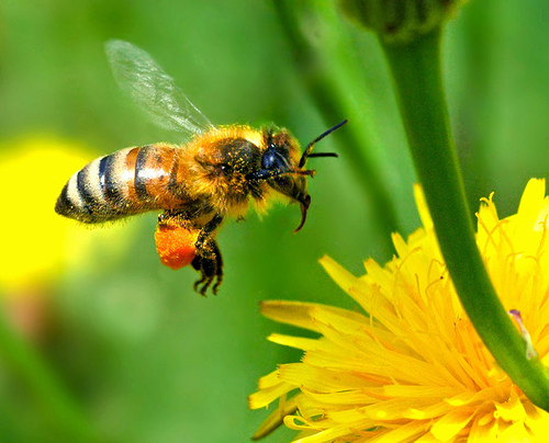 سم النحل (لسع النحل)