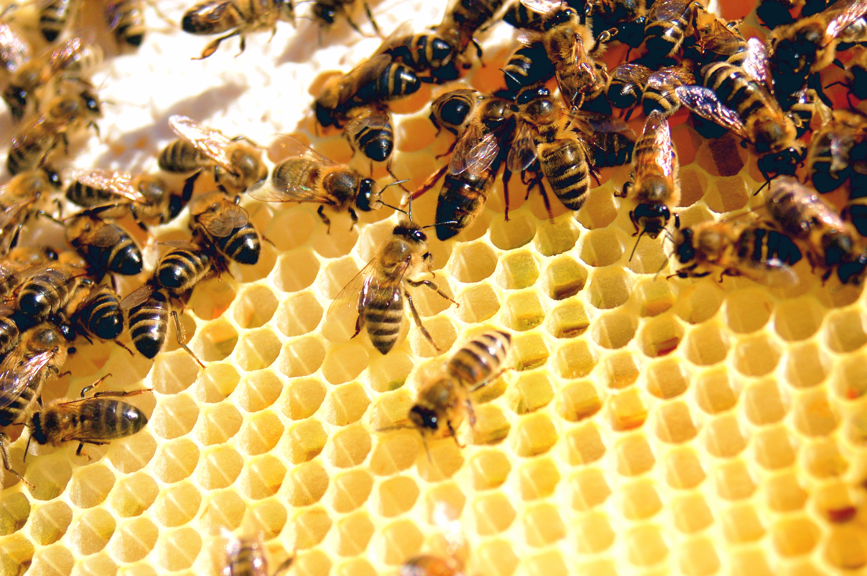 نظرة على جينات مجتمع نحل العسل
