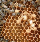 فعاليات الصالون الوطني للعسل وعتاد تربية النحل