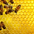 صنع النحلة للعسل