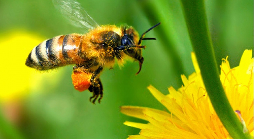 سم النحل (لسع النحل)